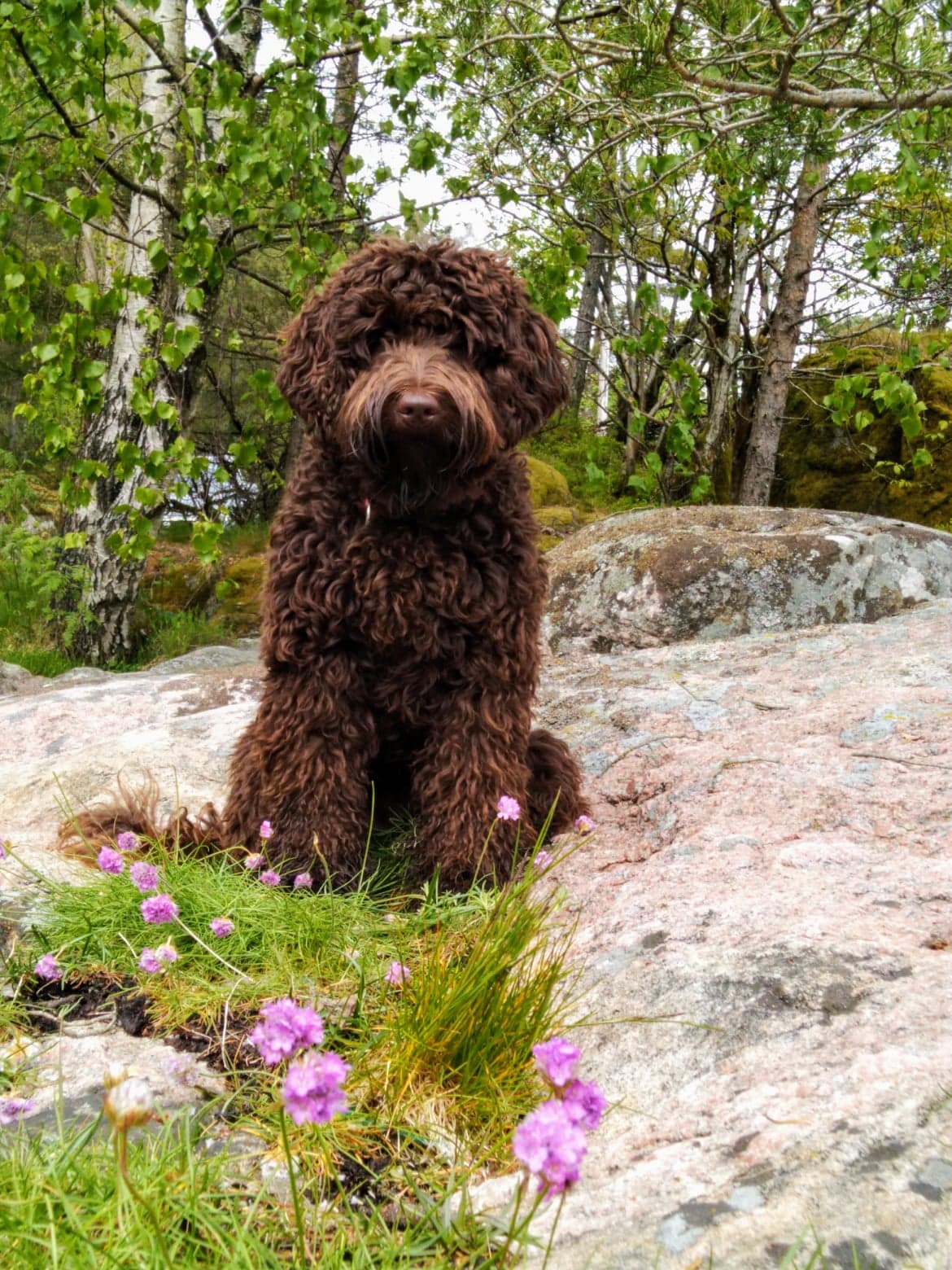 Our foundation ALD Penny came to us from Johanne Irons of Northbound Labradoodles in Manchester, England, and has lines all the way back to Rutland Manor and Tegan Park, as an ALD should.  She is a healthy, happy, loving and lively girl, with a gorgeous chocolate brown coat that doesn't dilute/fade. She loves her life, her people, and especially her "siblings"; the cat Synne and the labradoodle Fibi.  There is no shortage of intelligence; she learned Norwegian, ("good girl") in a day, and cracks codes/puzzle games in no time. She's kean and eager to learn. Loves hunting small "game" to play with and is an excellent problem solver.  She loves everyone she meets, both two- and four-legged, and loves to lie at my feet when I'm sitting in the chair. Tug-a-war is one of her favorite games, and running after a ball or frisbe. Getting said ball/frisbe back on the other hand is not so easy. Though inside, she's mostly calm and lying down, cuddling or playing with her toys.    She loves both people and animals and greets everyone, often a little overjoyed.  She loves to take part in walks, both in the woods and fields, and elsewhere in the surrounding area. If it's a little late in the afternoon/evening and we haven't been on a walk, she lets us know it's high time to get up and out. 