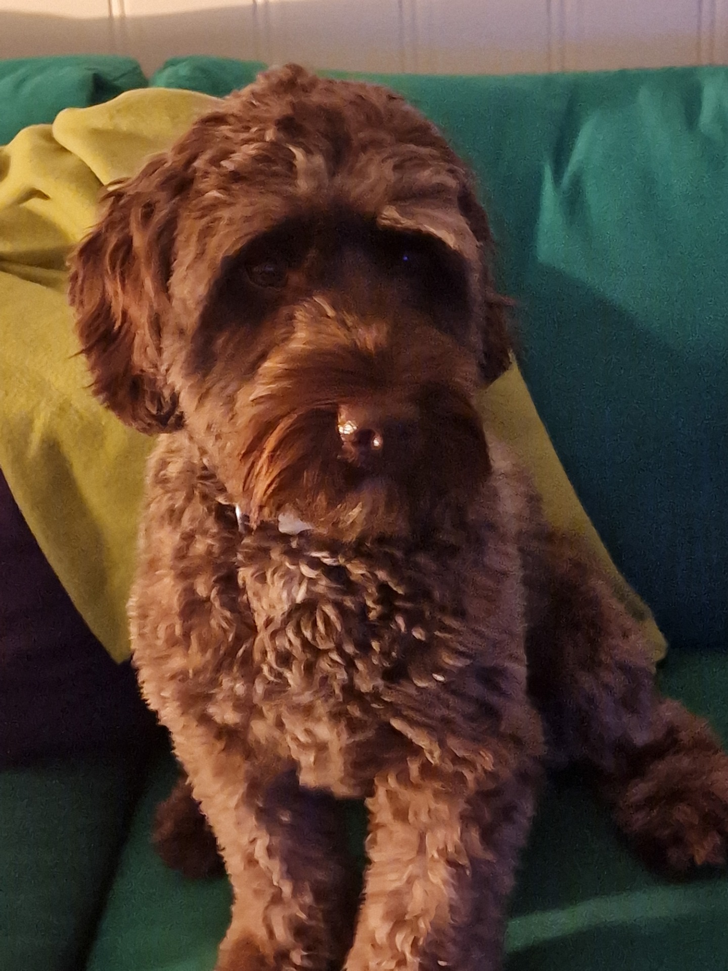 Kalila AKA Northbound Kalila Bear